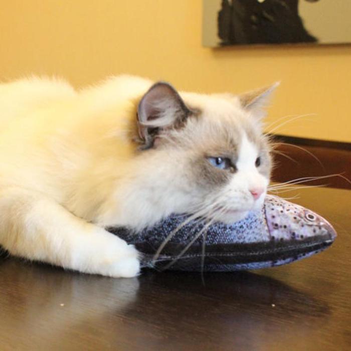 Nothing Fishy About This cat toy - Always Whiskered 