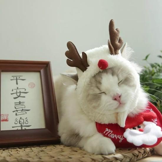 Pet Christmas Hat & Bibs - Always Whiskered