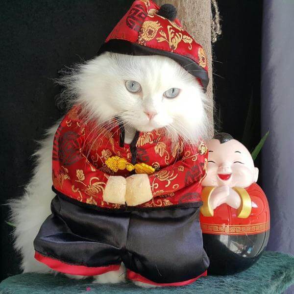 Prosperity Chinese Pet Costume - Always Whiskered