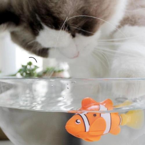 Robot fish cat toy - Always Whiskered 