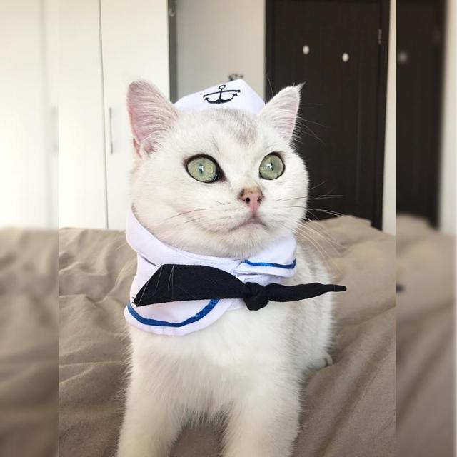 Sailor Pet Costume - Always Whiskered