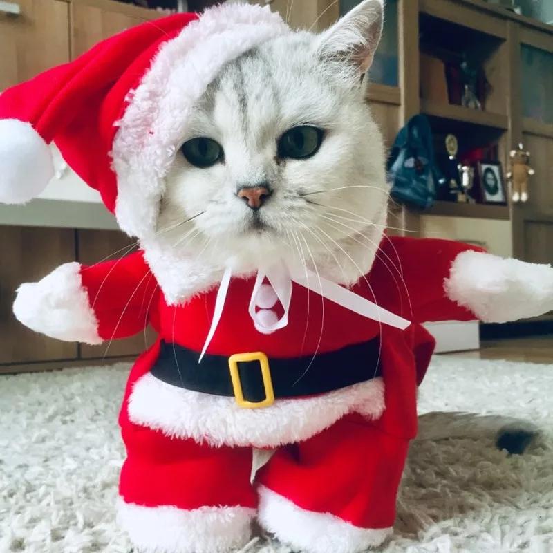 christmas dress cats Amazon.com : Vellibring Cat Christmas Outfit Green Pet Cloak with Hat with Star and Pompoms Puppy Cape Clothes Xmas Tree Elf Costumes Party Pet Supplies Accessories for Small Dogs Cats Pet Santa