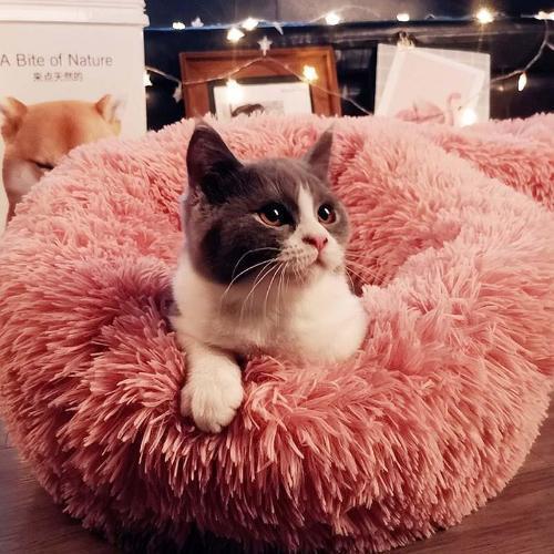Plush Pet Bed - Always Whiskered 