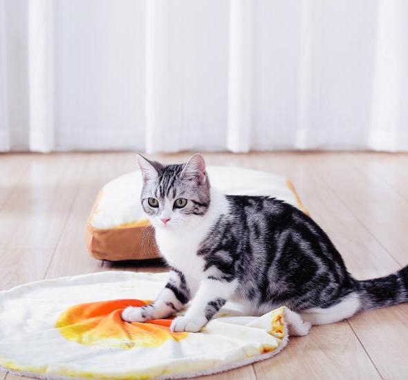 Sunny Side Up Egg pet mat/ blanket - Always Whiskered 
