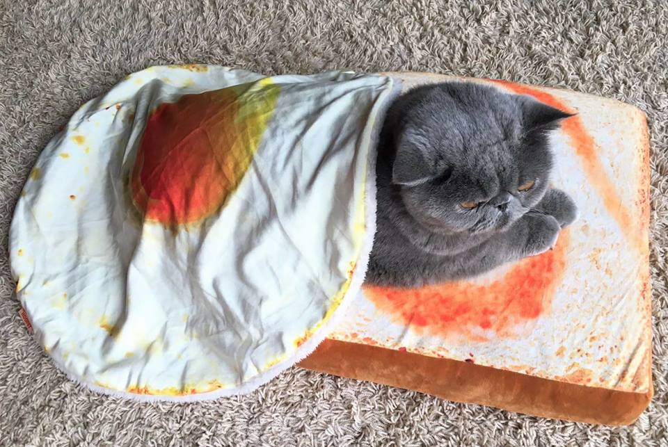 Tasty Toast Pet Bed / Mat - Always Whiskered 