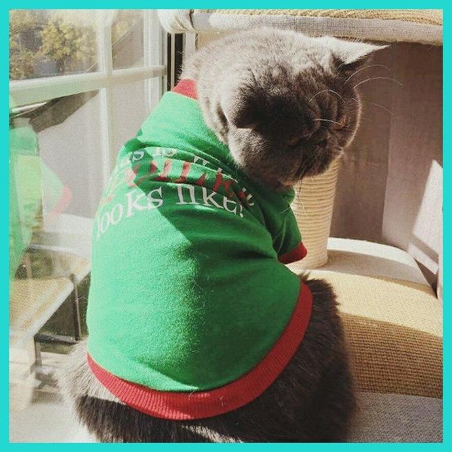 This Is What Spoiled Looks Like Pet Shirt - Always Whiskered 