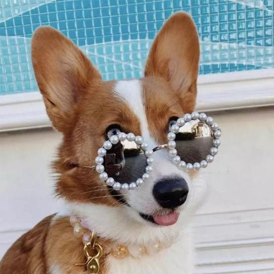 Uber Cool Pet Sunglasses - Always Whiskered