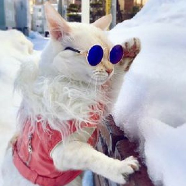 Uber Cool Pet Sunglasses - Always Whiskered 