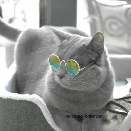 Uber Cool Pet Sunglasses - Always Whiskered 