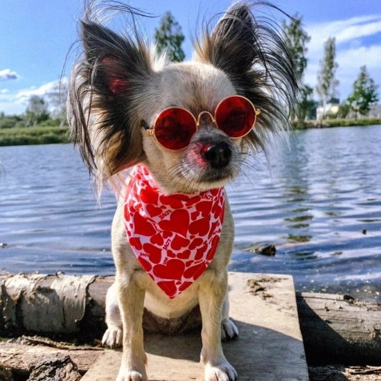 Valentine's Bandana - Always Whiskered